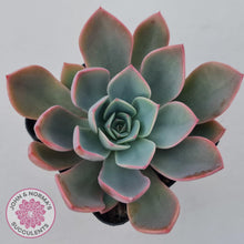 Load image into Gallery viewer, Echeveria &#39;Little Fairy&#39; - John &amp; Norma&#39;s Succulents Australia
