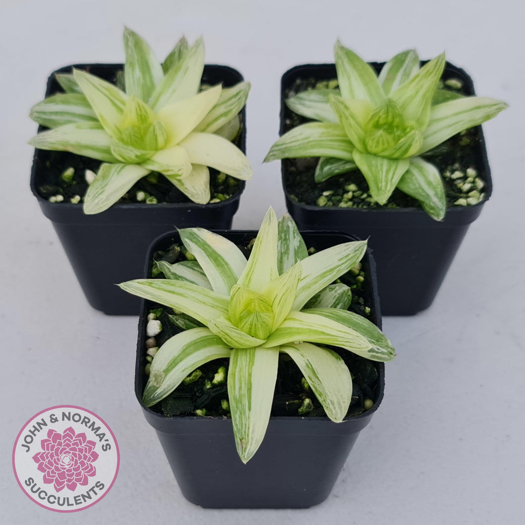 Haworthia cymbiformis 'Variegata' - John & Norma's Succulents Australia