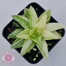 Load image into Gallery viewer, Haworthia cymbiformis &#39;Variegata&#39; - John &amp; Norma&#39;s Succulents Australia
