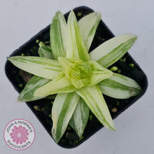 Load image into Gallery viewer, Haworthia cymbiformis &#39;Variegata&#39; - John &amp; Norma&#39;s Succulents Australia
