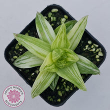 Load image into Gallery viewer, Haworthia cymbiformis &#39;Variegata&#39; - John &amp; Norma&#39;s Succulents Australia
