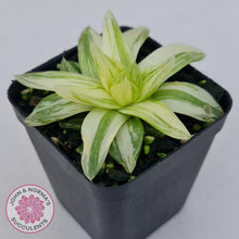 Load image into Gallery viewer, Haworthia cymbiformis &#39;Variegata&#39; - John &amp; Norma&#39;s Succulents Australia
