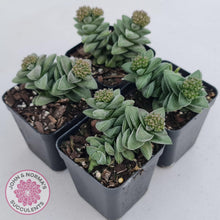 Load image into Gallery viewer, Crassula &#39;Warmsley Blue&#39; - John &amp; Norma&#39;s Succulents Australia
