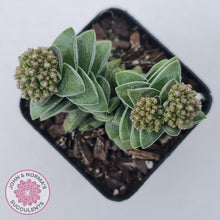 Load image into Gallery viewer, Crassula &#39;Warmsley Blue&#39; - John &amp; Norma&#39;s Succulents Australia
