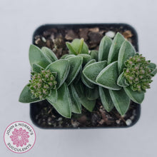 Load image into Gallery viewer, Crassula &#39;Warmsley Blue&#39; - John &amp; Norma&#39;s Succulents Australia
