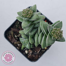 Load image into Gallery viewer, Crassula &#39;Warmsley Blue&#39; - John &amp; Norma&#39;s Succulents Australia
