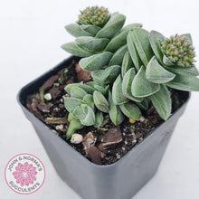 Load image into Gallery viewer, Crassula &#39;Warmsley Blue&#39; - John &amp; Norma&#39;s Succulents Australia
