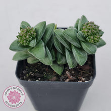 Load image into Gallery viewer, Crassula &#39;Warmsley Blue&#39; - John &amp; Norma&#39;s Succulents Australia
