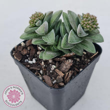 Load image into Gallery viewer, Crassula &#39;Warmsley Blue&#39; - John &amp; Norma&#39;s Succulents Australia
