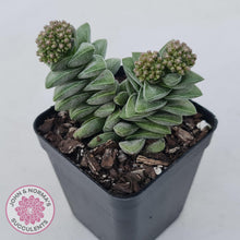 Load image into Gallery viewer, Crassula &#39;Warmsley Blue&#39; - John &amp; Norma&#39;s Succulents Australia
