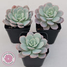 Echeveria Subcorymbosa Lau 026