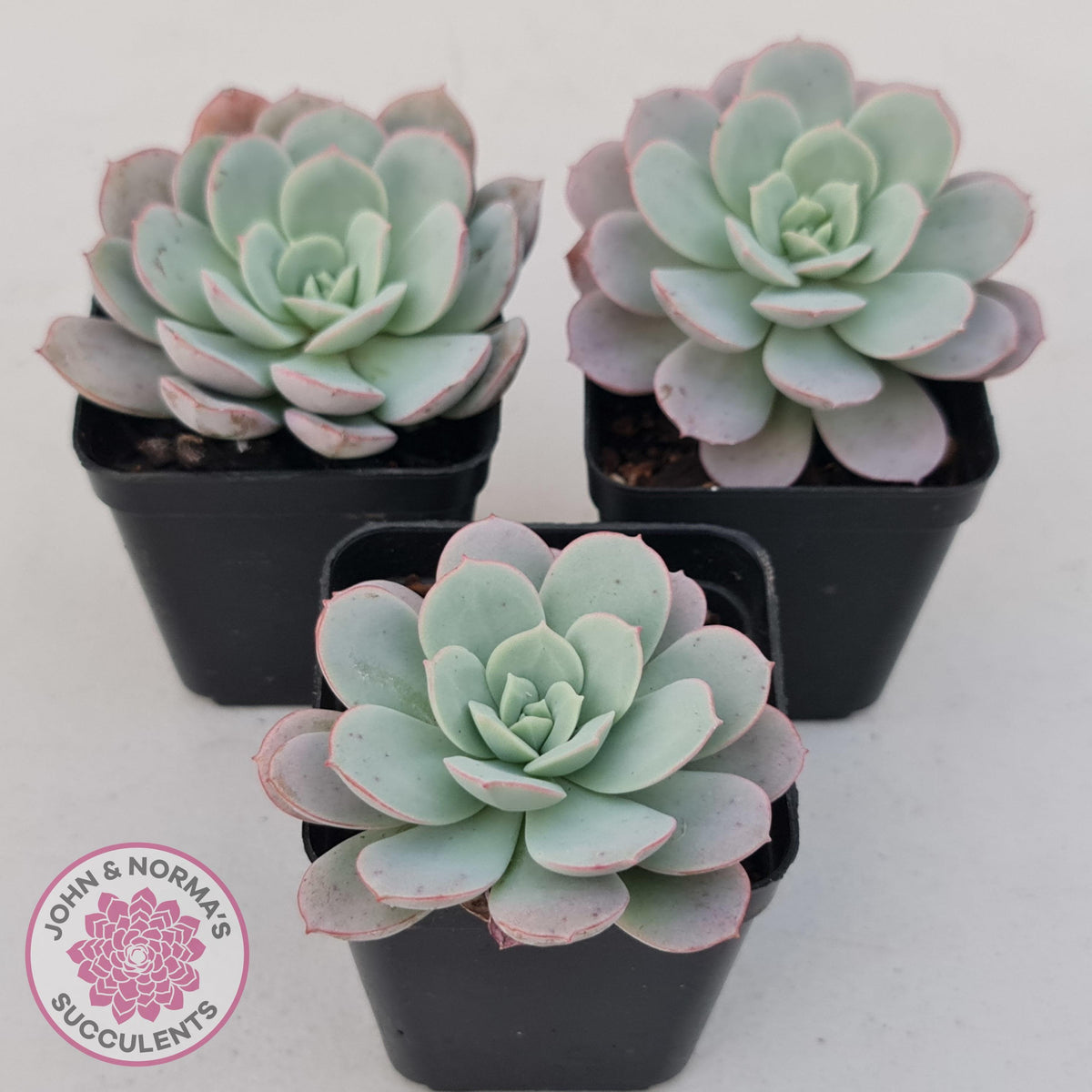 Echeveria Subcorymbosa Lau 026
