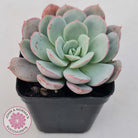 Echeveria Subcorymbosa Lau 026