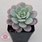 Echeveria Subcorymbosa Lau 026