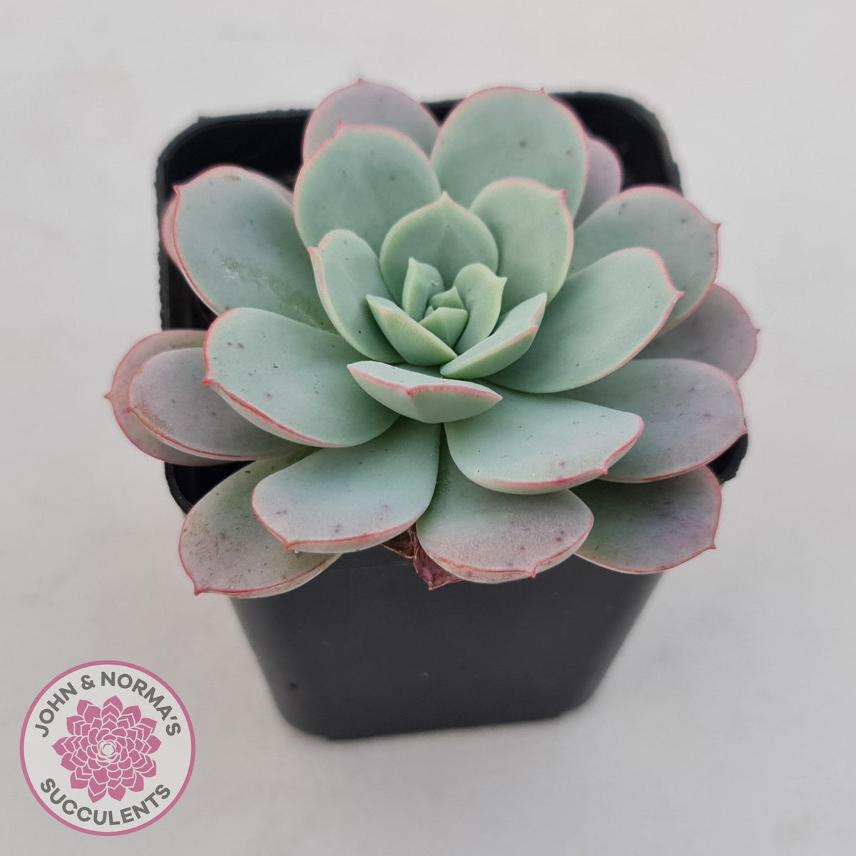Echeveria Subcorymbosa Lau 026