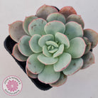 Echeveria Subcorymbosa Lau 026
