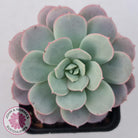 Echeveria Subcorymbosa Lau 026