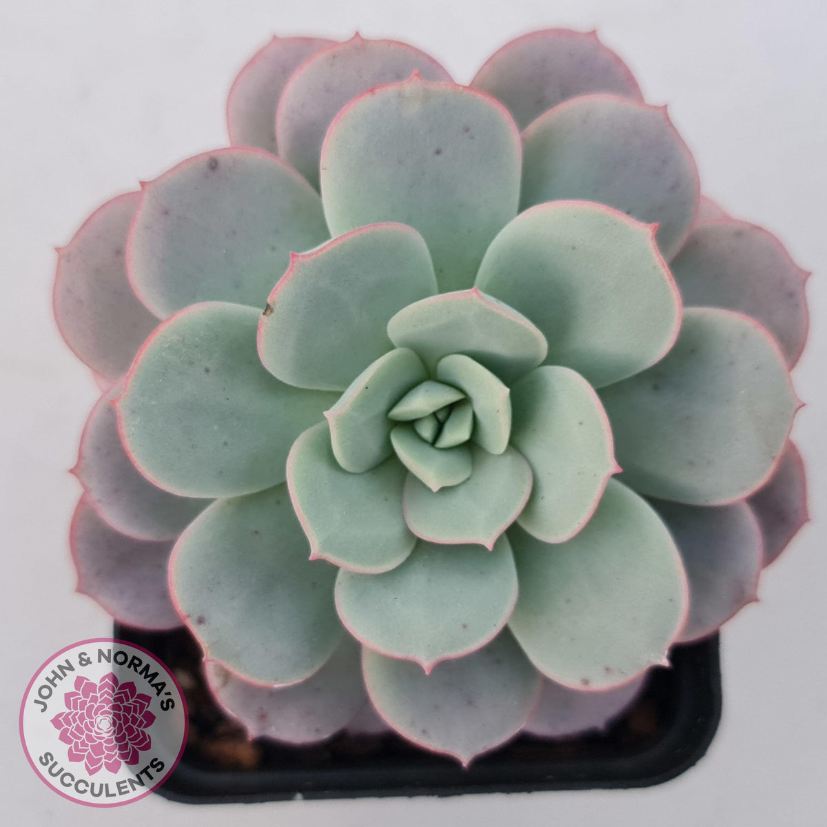 Echeveria Subcorymbosa Lau 026