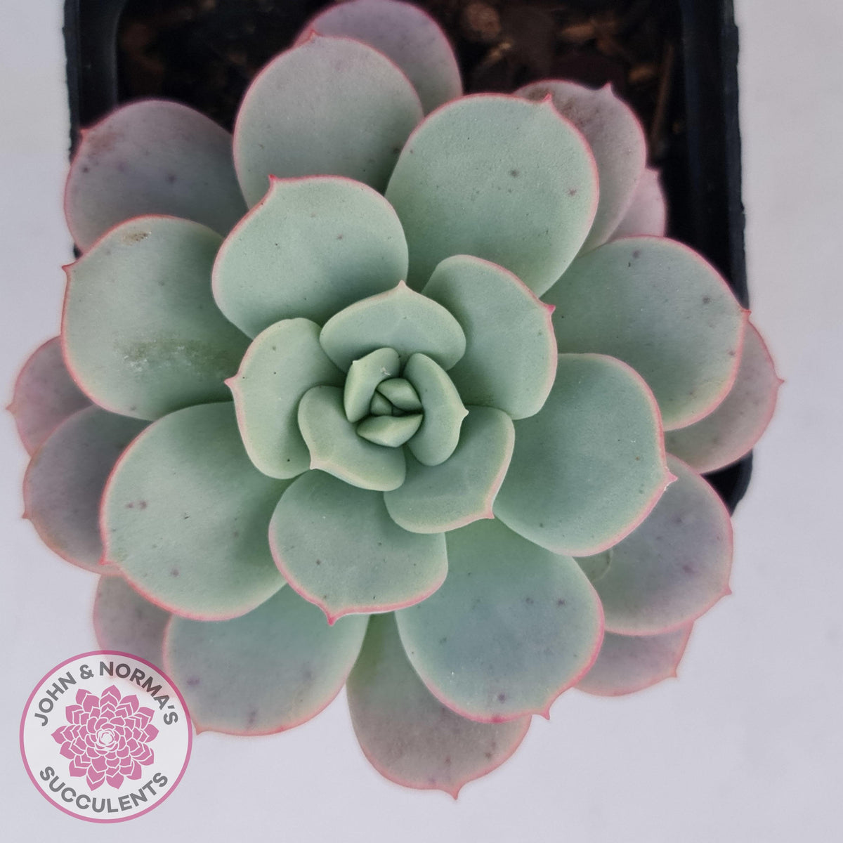 Echeveria Subcorymbosa Lau 026