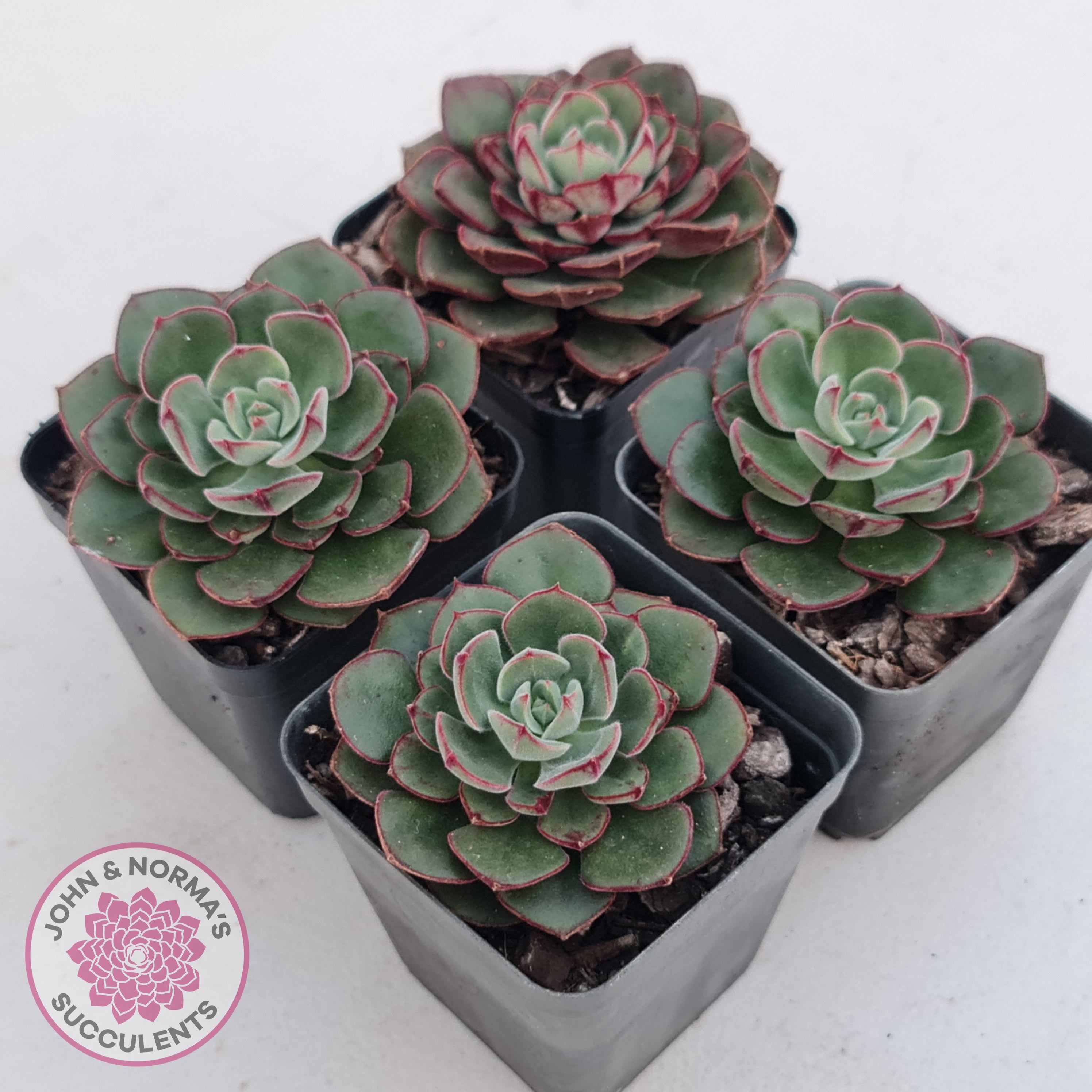 daniels succulents Buy Echeveria 'Joan Daniel' Australia