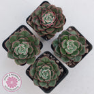 Echeveria 'Joan Daniel'