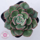 Echeveria 'Joan Daniel'