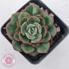 Echeveria 'Joan Daniel'
