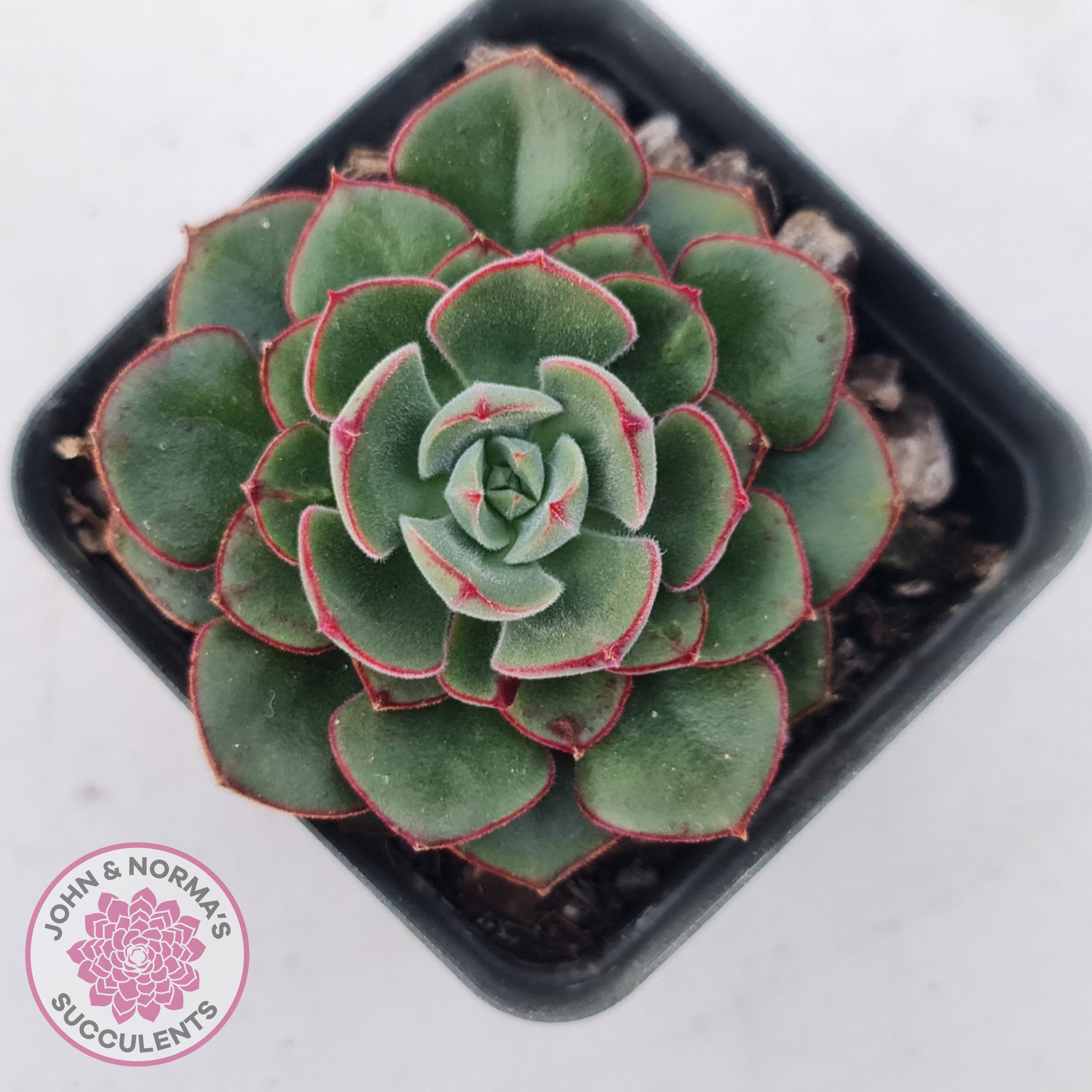 daniels succulents Buy Echeveria 'Joan Daniel' Australia