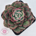 Echeveria 'Joan Daniel'