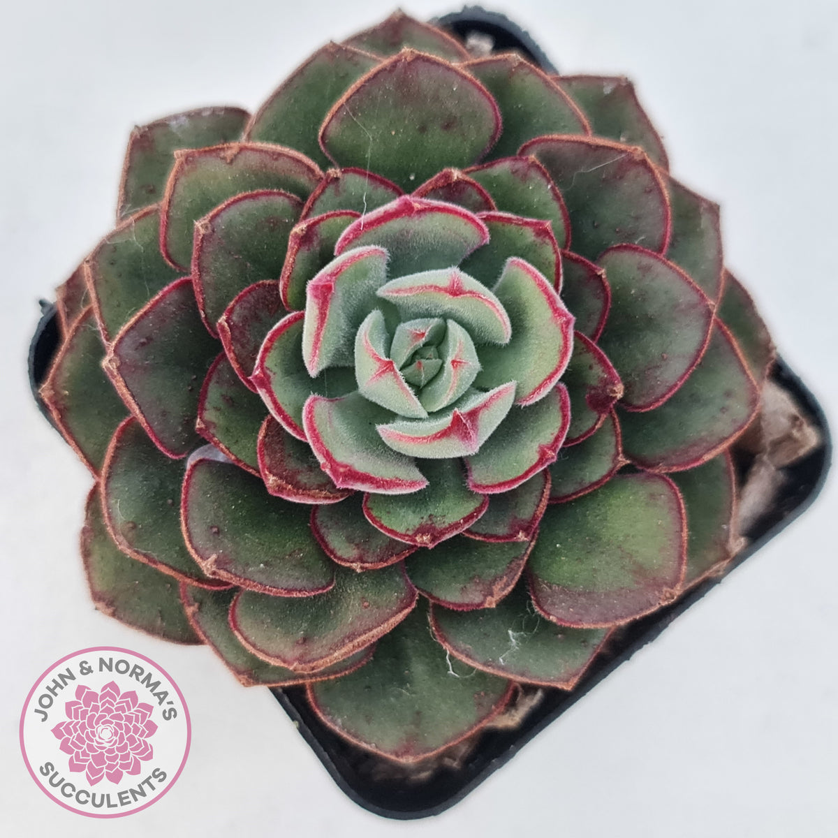 Echeveria 'Joan Daniel'