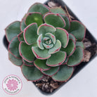Echeveria 'Joan Daniel'
