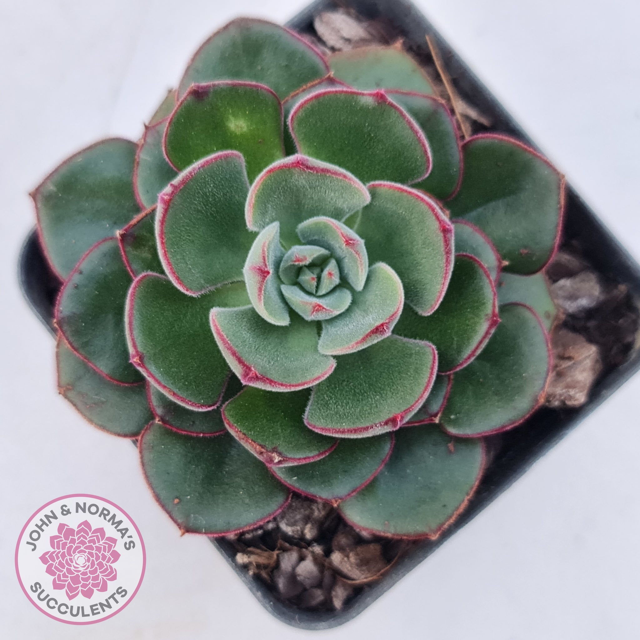 joann succulents Buy Echeveria 'Joan Daniel' Australia