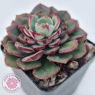 Echeveria 'Joan Daniel'