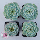 Echeveria 'Red Velvet'
