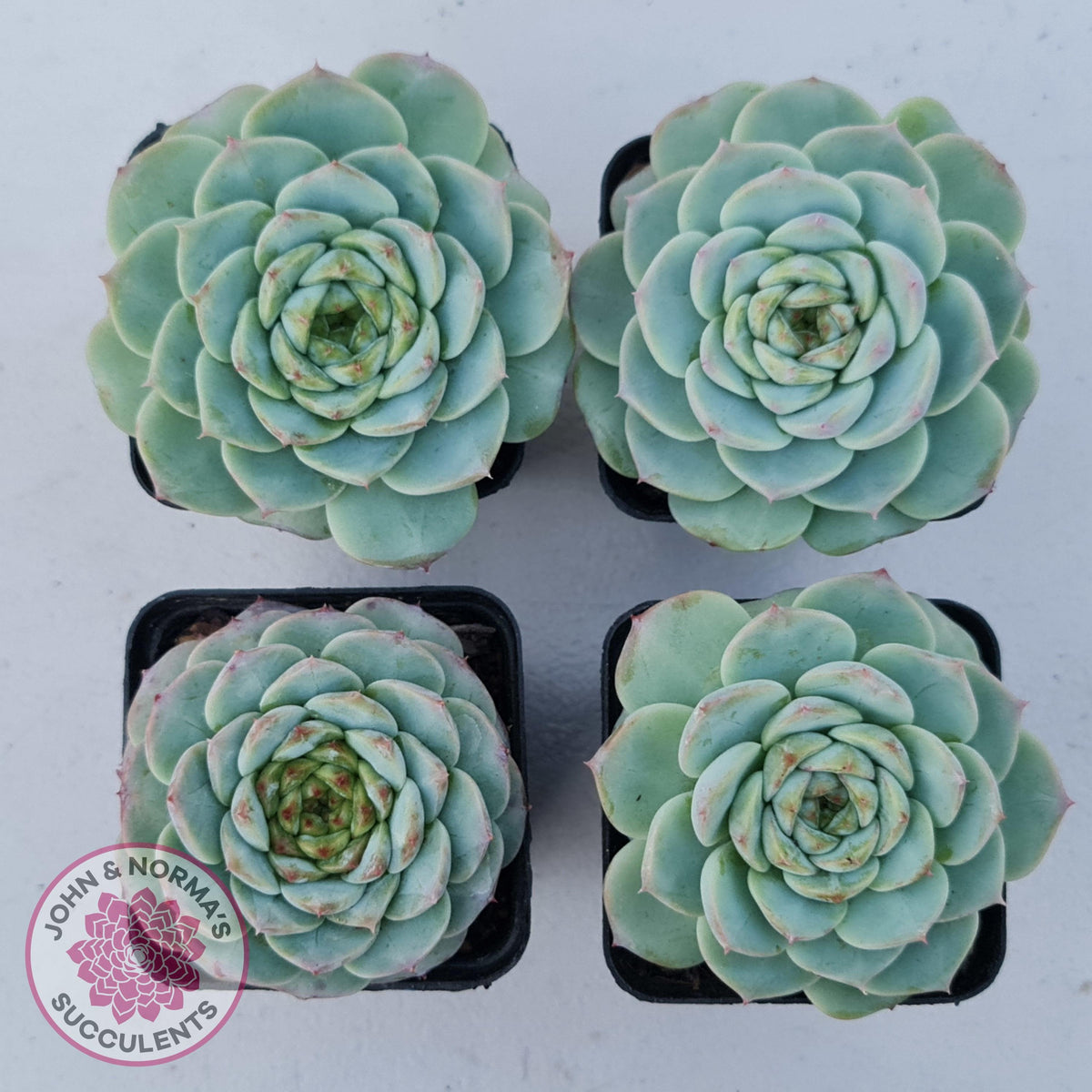 Echeveria 'Red Velvet'