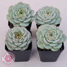 Echeveria 'Red Velvet'