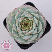 Load image into Gallery viewer, Echeveria &#39;Red Velvet&#39; - John &amp; Norma&#39;s Succulents Australia
