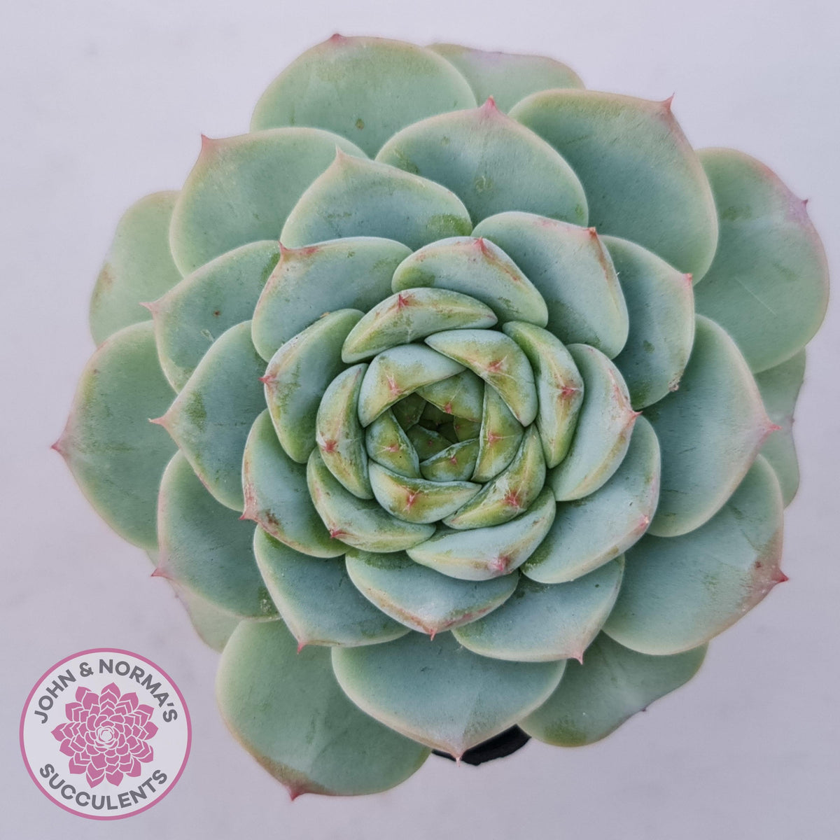 Echeveria 'Red Velvet'