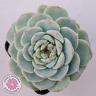 Echeveria 'Red Velvet'