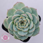 Echeveria 'Red Velvet'