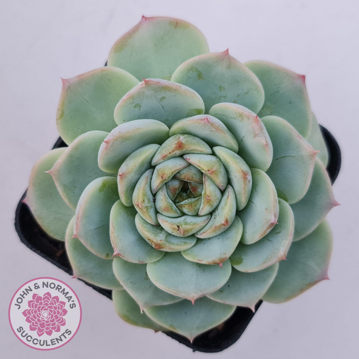 Echeveria 'Red Velvet'
