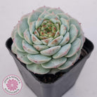 Echeveria 'Red Velvet'