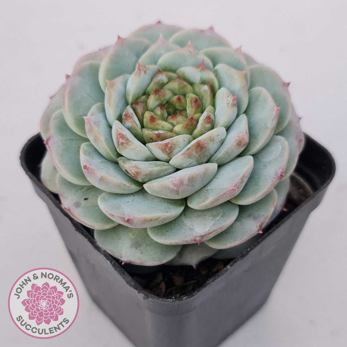 Echeveria 'Red Velvet'