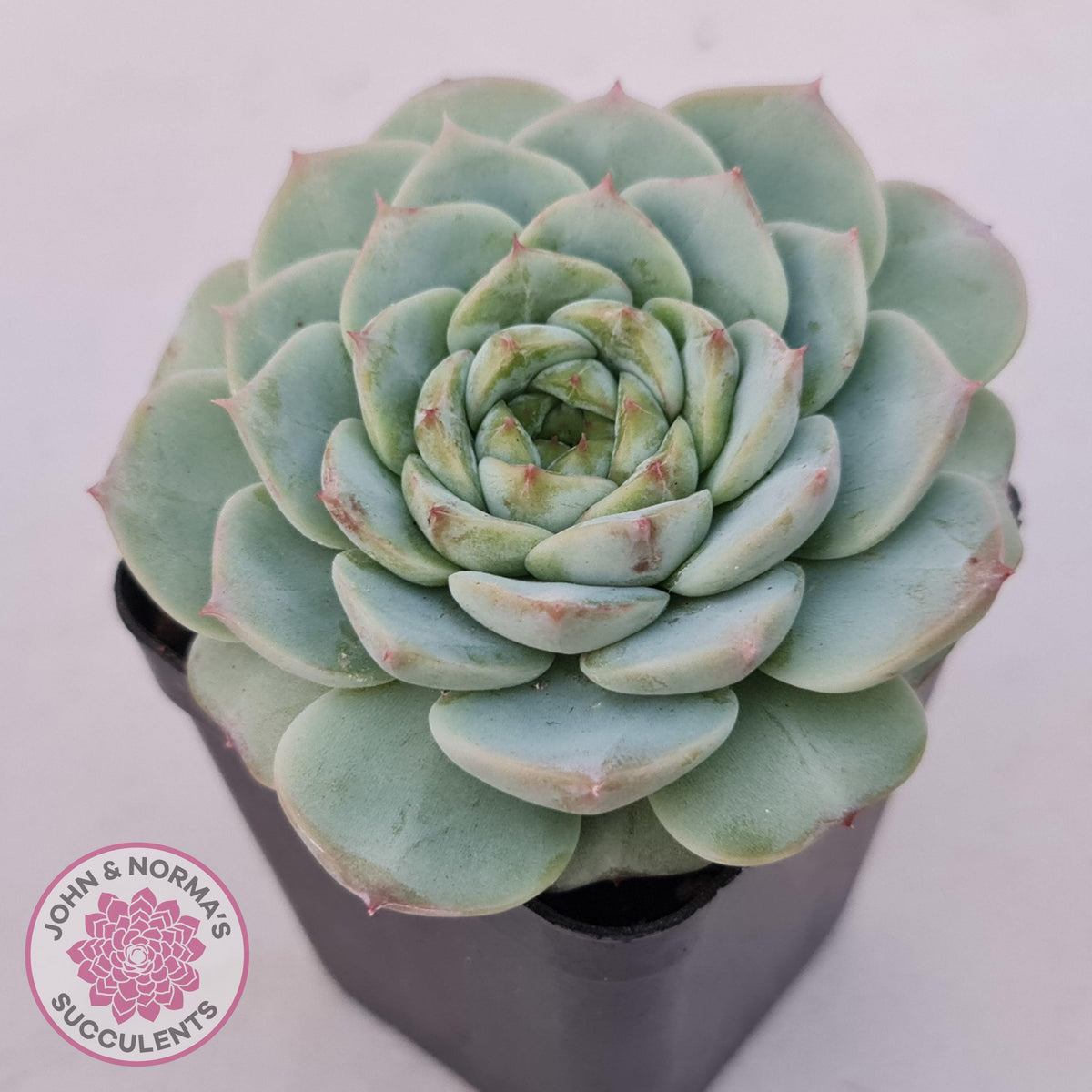 Echeveria 'Red Velvet'