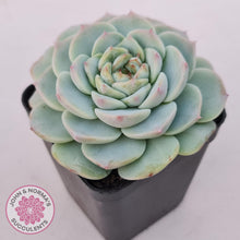 Load image into Gallery viewer, Echeveria &#39;Red Velvet&#39; - John &amp; Norma&#39;s Succulents Australia
