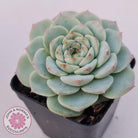 Echeveria 'Red Velvet'