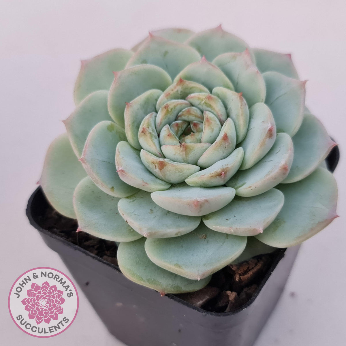 Echeveria 'Red Velvet'