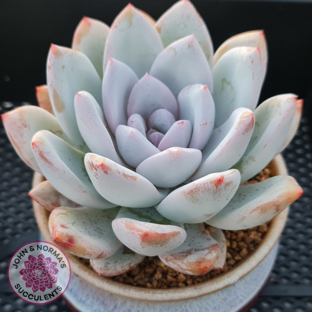 Echeveria 'Candy Heart'