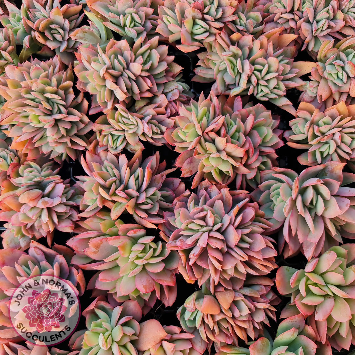 Echeveria 'Low' Crest Cuttings