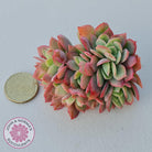 Echeveria 'Low' Crest Cuttings
